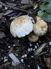 Rhacodium