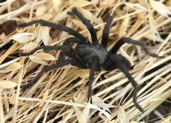 Aphonopelma steindachneri