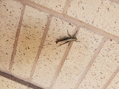 Schistocerca impleta