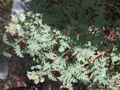 Phacelia cicutaria hispida