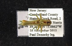 Conocephalus spartinae