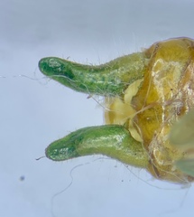 Conocephalus spartinae