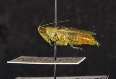 Conocephalus spartinae