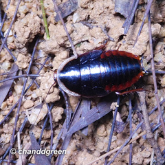 Opisthoplatia orientalis