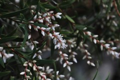 Leucopogon pimeleoides