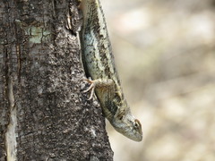 Sceloporus albiventris