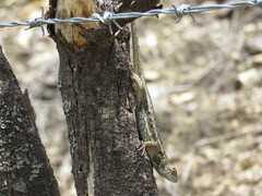 Sceloporus albiventris