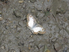 Antigonus emorsa