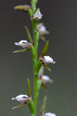 Prasophyllum brevilabre