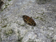 Anthanassa ptolyca amator