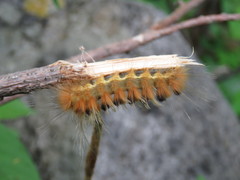 Pygarctia roseicapitis