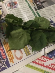 Bougainvillea