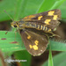 Tamil Grass Dart - Photo (c) Young Chan, some rights reserved (CC BY-NC), uploaded by Young Chan