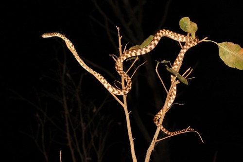 Brown Tree Snake sighting