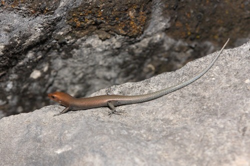 Chillagoe Litter-skink