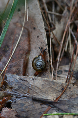 Brevisentis jacksoniensis