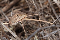 Diporiphora