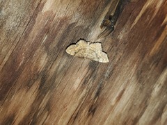 Hypagyrtis unipunctata