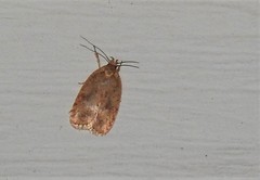 Agonopterix thelmae