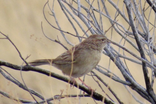 Peucaea botterii