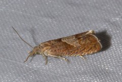 Dichrorampha acuminatana