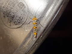 Atteva aurea
