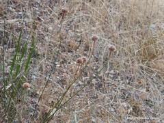 Armeria arenaria