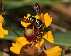 Paranthidium jugatorium lepidum