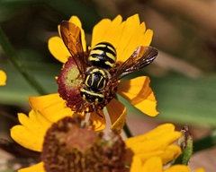 Paranthidium jugatorium lepidum