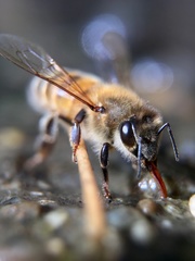 Apis mellifera