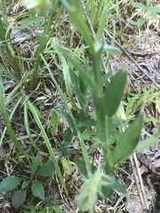 Crotalaria rotundifolia