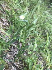 Crotalaria rotundifolia