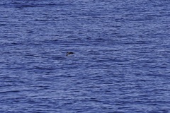 Puffinus lherminieri