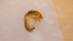 Diplectrona