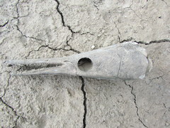 Lepisosteus platostomus