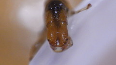 Diplectrona