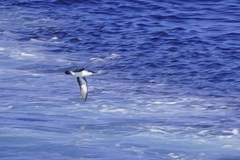 Puffinus lherminieri