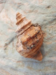 Neptunea decemcostata