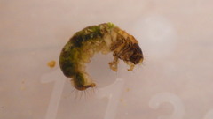 Glossosoma