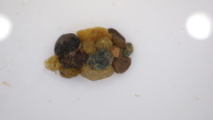 Glossosoma