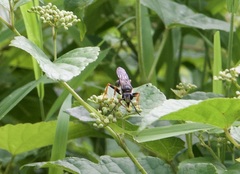 Sphex ichneumoneus