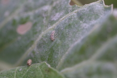 Psyllobora confluens