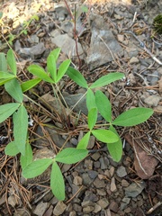 Trifolium virginicum