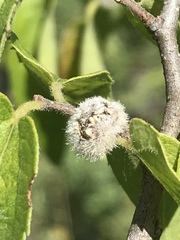 Pachypsylla celtidisgemma