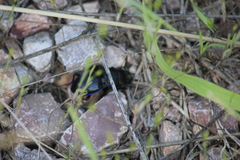 Pasimachus elongatus