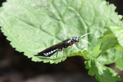Xiphydria maculata