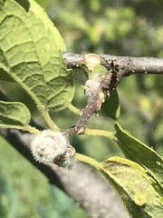 Pachypsylla celtidisgemma