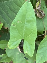 Calystegia sepium sepium