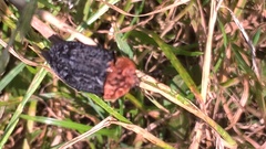 Oiceoptoma thoracicum