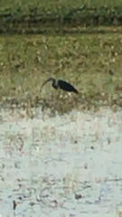 Pelecaniformes